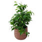 Ficus benjamina 35 cm