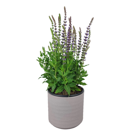 Šalvia v keramike 40cm