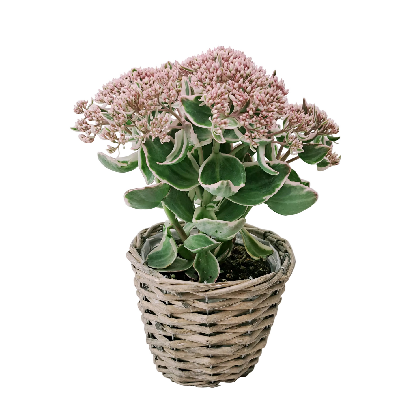 Sedum Telephium 'La Vie en Rose'