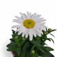 Leucanthemum Snowlady v košíku