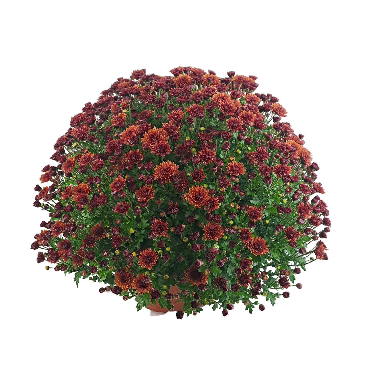 Slovenská chryzantéma 50cm - Oranžová
