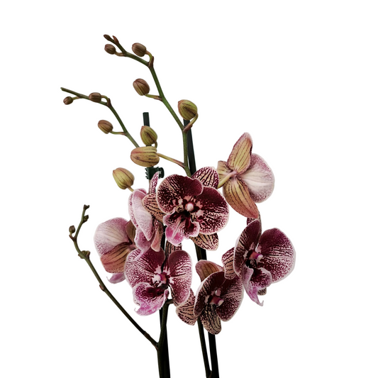 Donáška kvetov - Orchidea 2-stonková Pink Veins 65cm v keramike - slovenske-kvety.sk