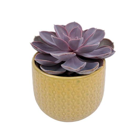 Donáška kvetov - Echeveria v keramickom kvetináči - slovenske-kvety.sk