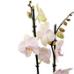 Orchidea 2-stonková 60cm Ivana