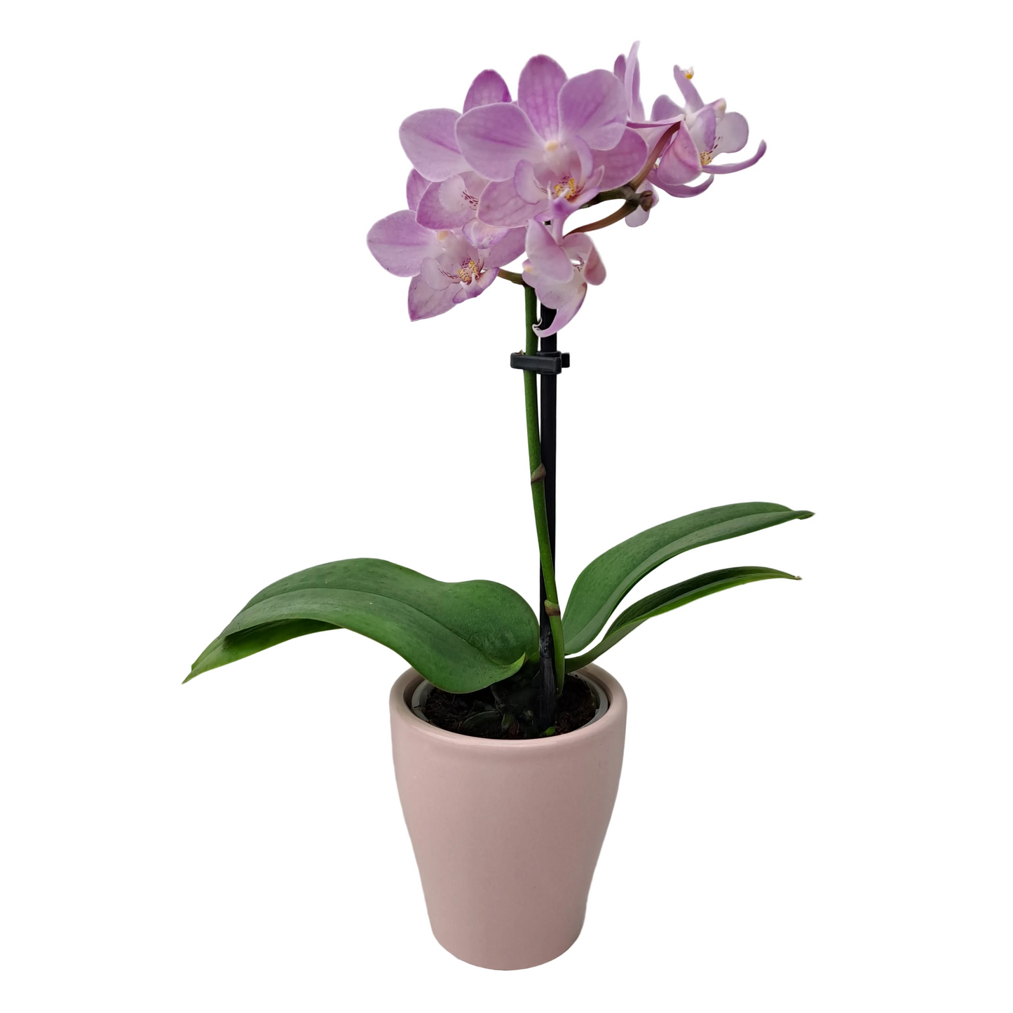 Orchidea mini 25cm Pink Mist