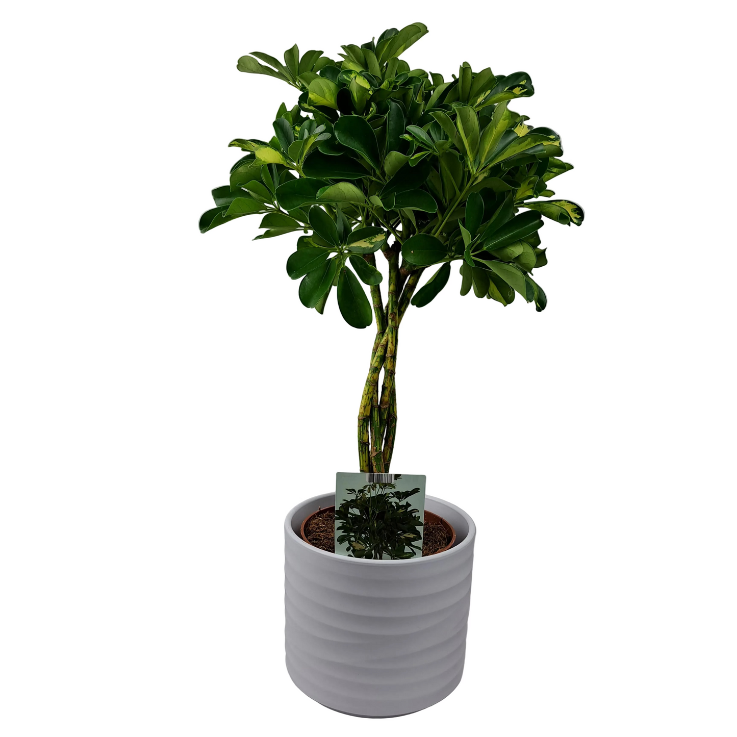 Schefflera panašovaná - Gold Capella 80cm