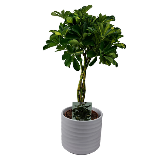 Donáška kvetov - Schefflera panašovaná - Gold Capella 80cm - slovenske-kvety.sk