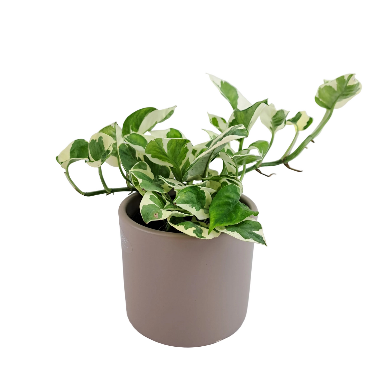 Epipremnum – Marble Green