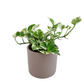 Epipremnum – Marble Green