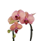 Orchidea Cascade Peach 50cm v keramike