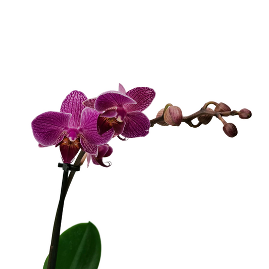 Donáška kvetov - Orchidea mini Colibri Mineral - Purple Dream - slovenske-kvety.sk
