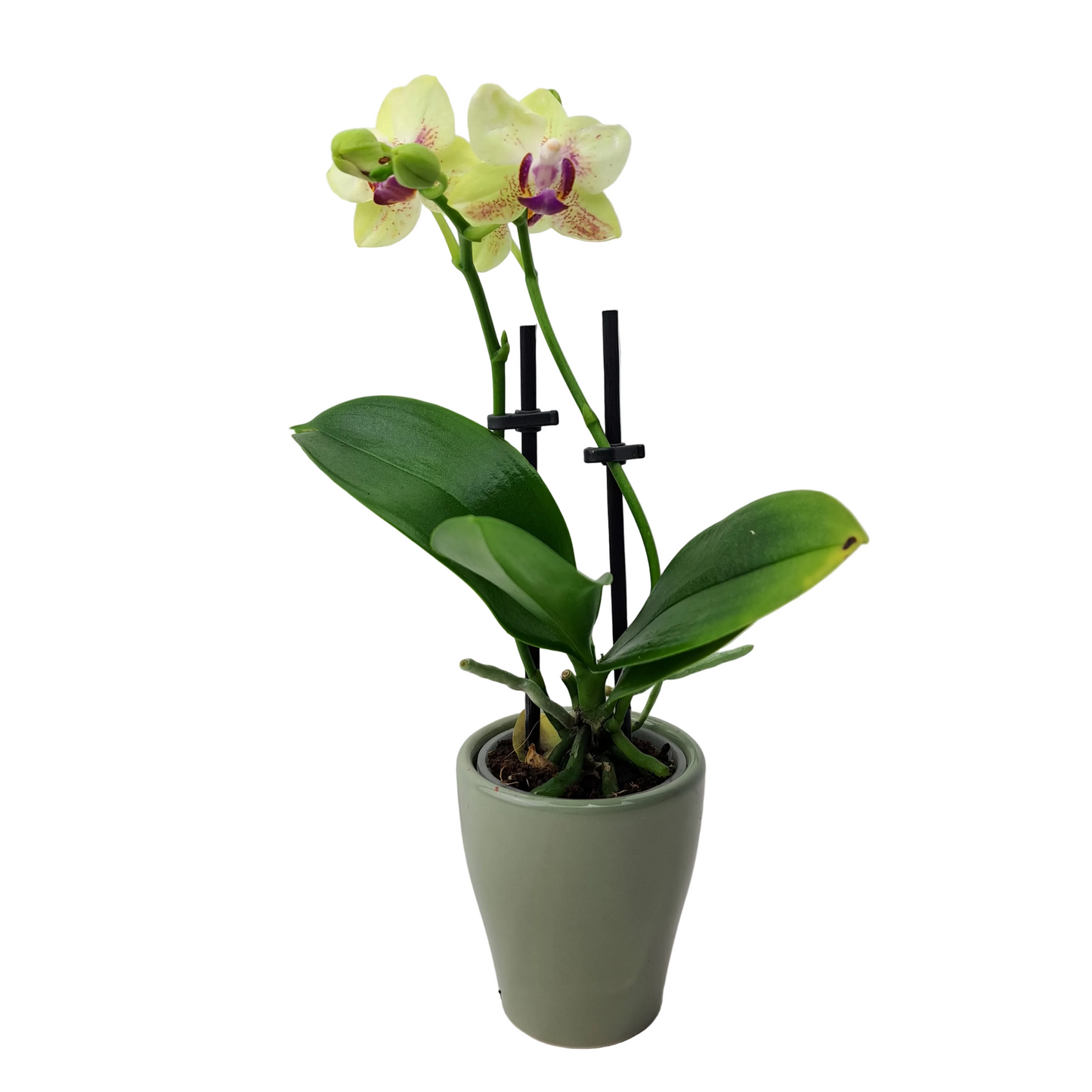 Orchidea mini 25cm Lime Glow