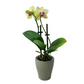 Orchidea mini 25cm Lime Glow