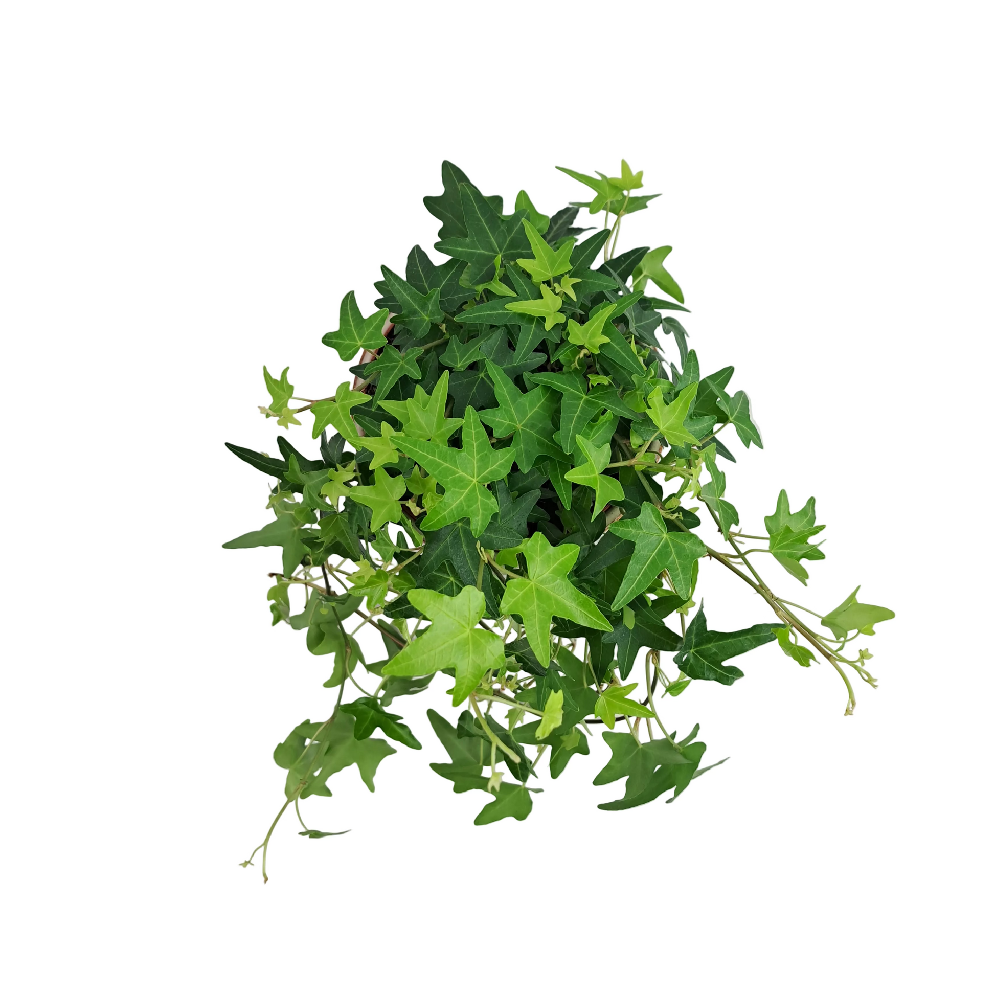 Donáška kvetov - Hedera - Green Shine - slovenske-kvety.sk