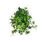 Donáška kvetov - Hedera - Green Shine - slovenske-kvety.sk