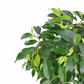 Ficus benjamina 35 cm