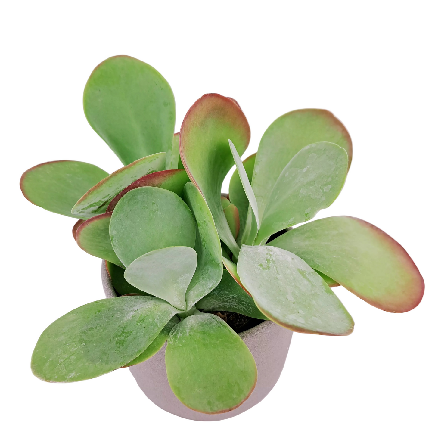 Kalanchoe Thyrsiflora „Paddle Plant“