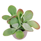 Kalanchoe Thyrsiflora „Paddle Plant“