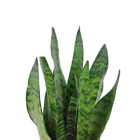 Svokrin jazyk (Sansevieria Zeylanica) 50cm