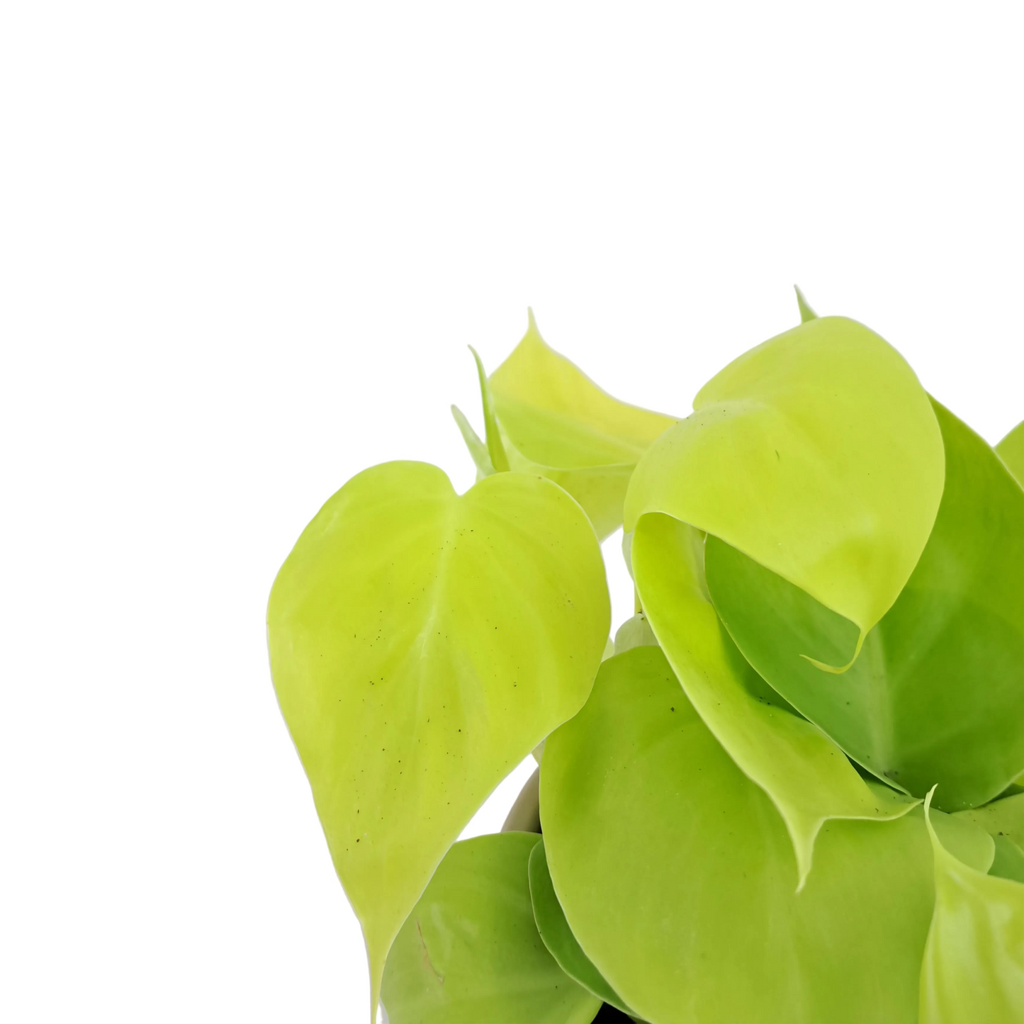 Epipremnum – Fresh Green
