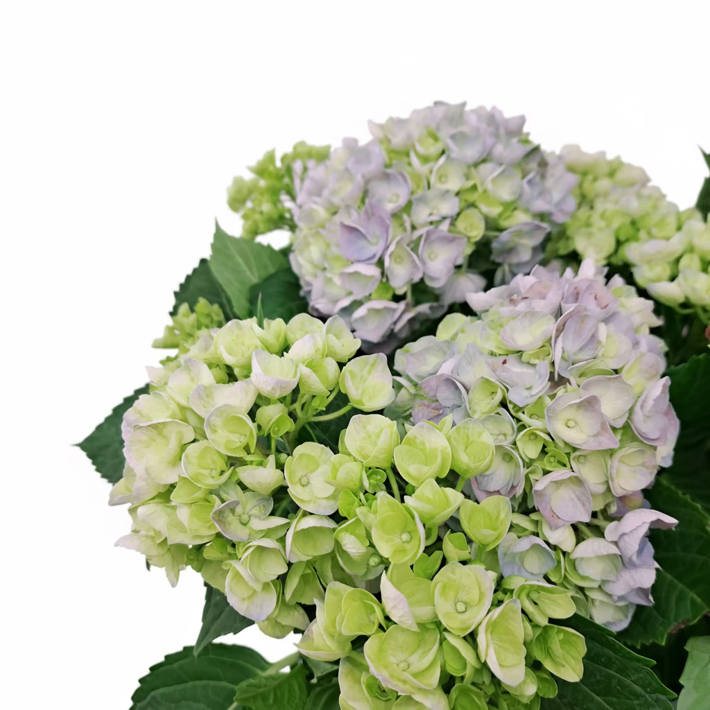 Hortenzia modrá 40cm