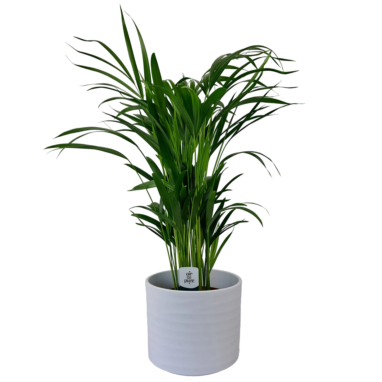 Dypsis (Areka palma) 65cm