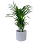 Dypsis (Areka palma) 65cm
