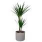 Dracaena marginata 'Bicolor' 80cm