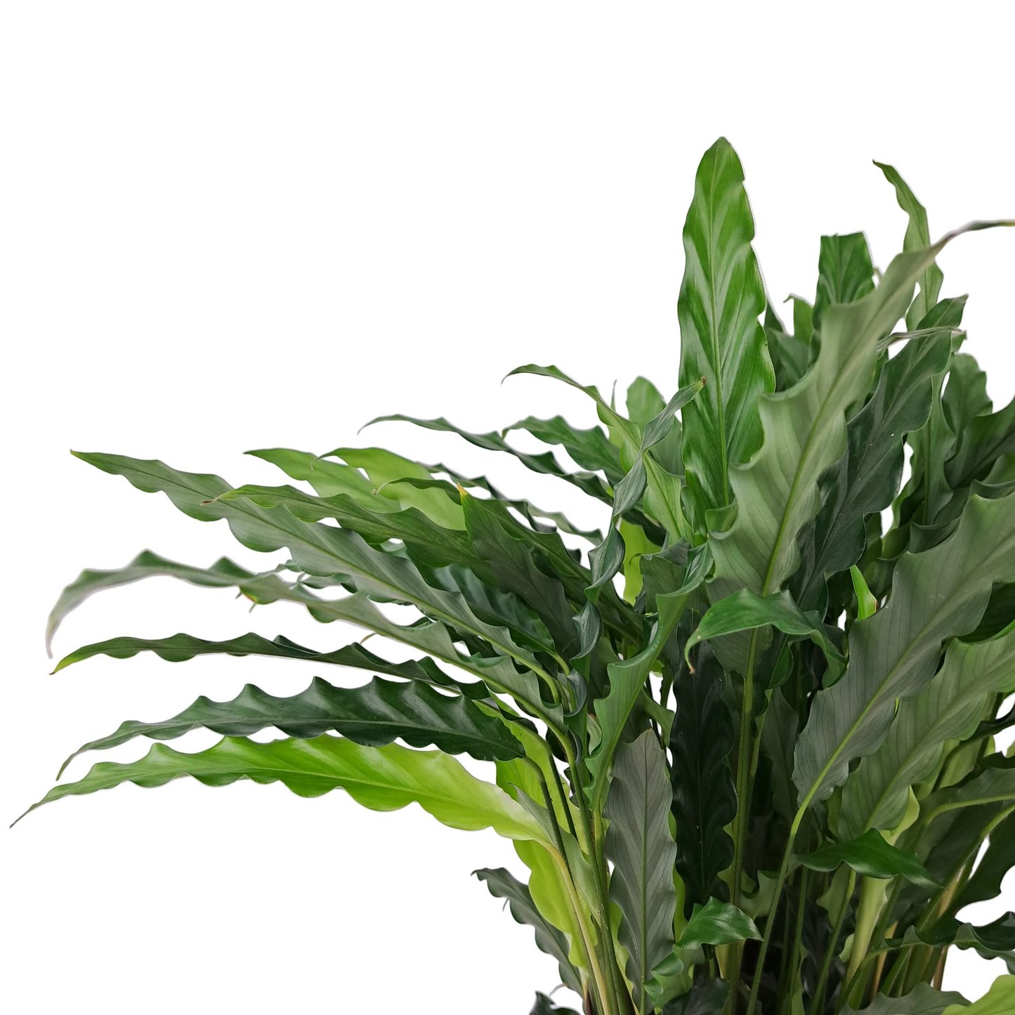 Calathea 60cm