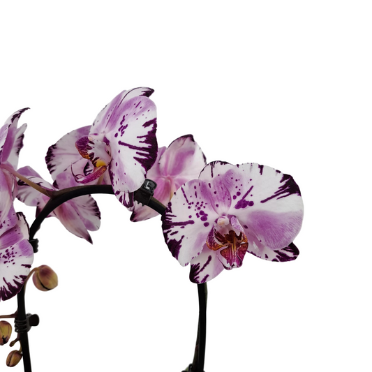 Orchidea Cascade 50cm v keramike