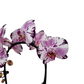 Orchidea Cascade 50cm v keramike