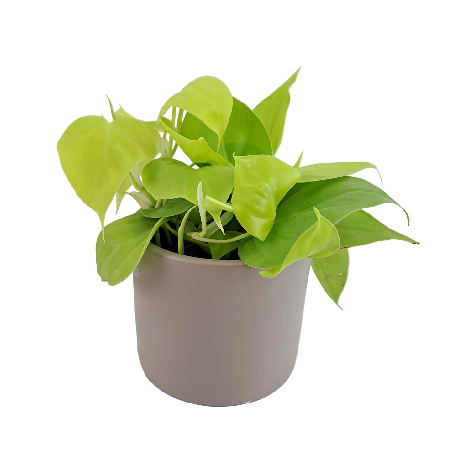 Epipremnum – Fresh Green