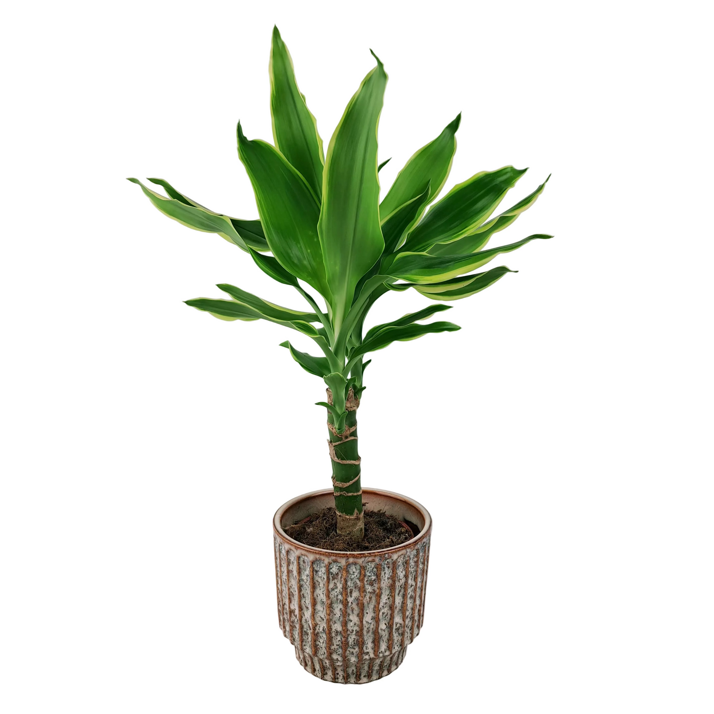 Dracaena 'White Stripe' 40cm