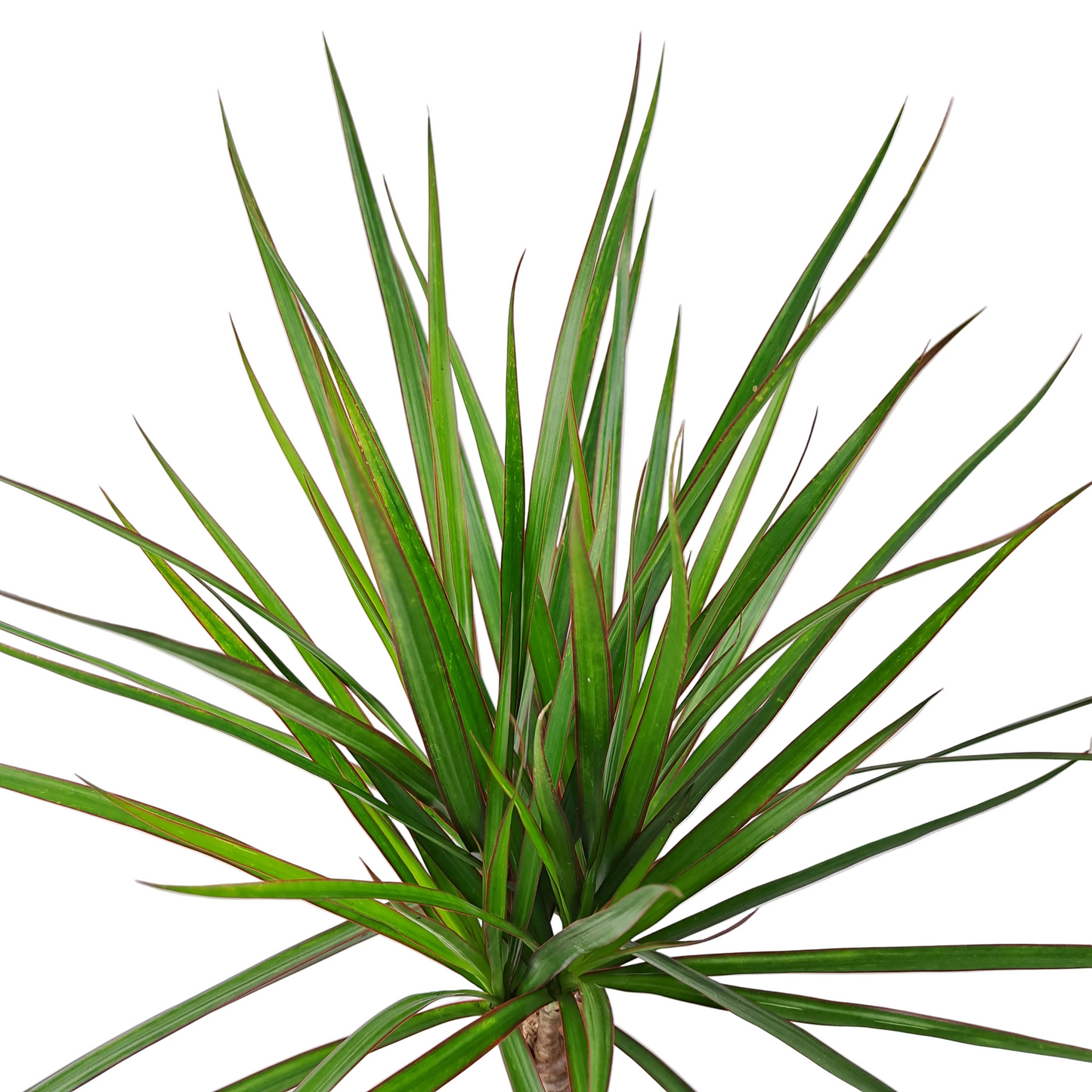 Dracaena marginata 'Bicolor' 70cm