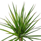 Dracaena marginata 'Bicolor' 70cm