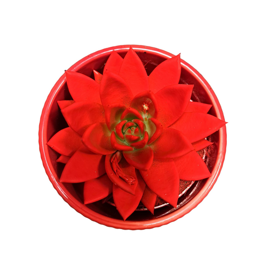 Donáška kvetov - Echeveria červená - slovenske-kvety.sk