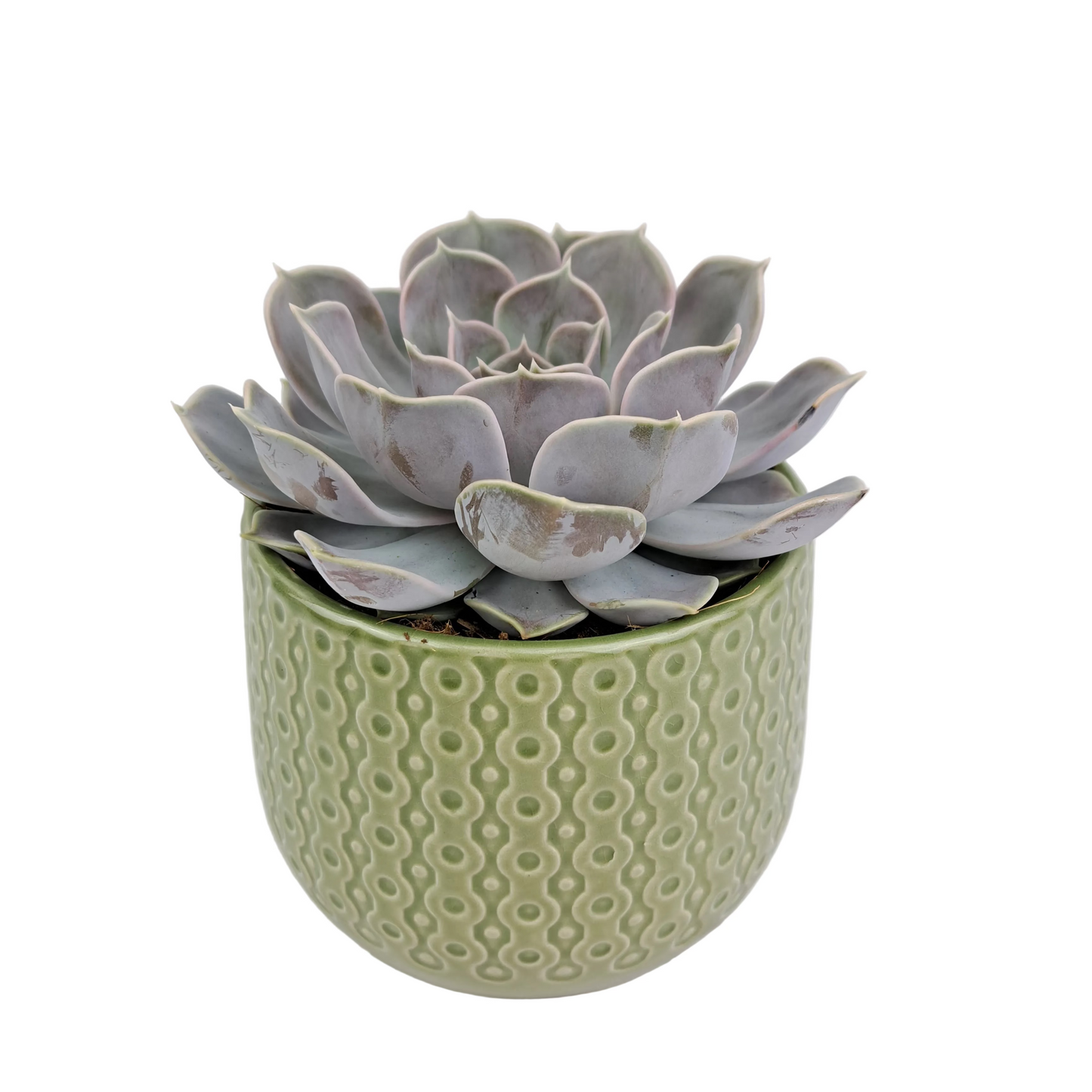 Echeveria v keramickom kvetináči