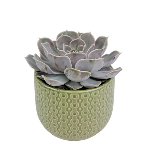 Donáška kvetov - Echeveria v keramickom kvetináči - slovenske-kvety.sk