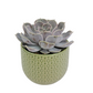 Echeveria v keramickom kvetináči