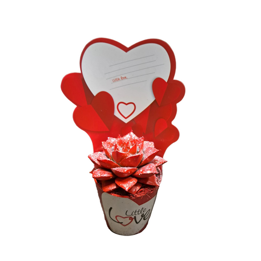 Donáška kvetov - Echeveria - Little Love - slovenske-kvety.sk