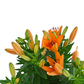 Ľalie Asiatic Mix - Orange