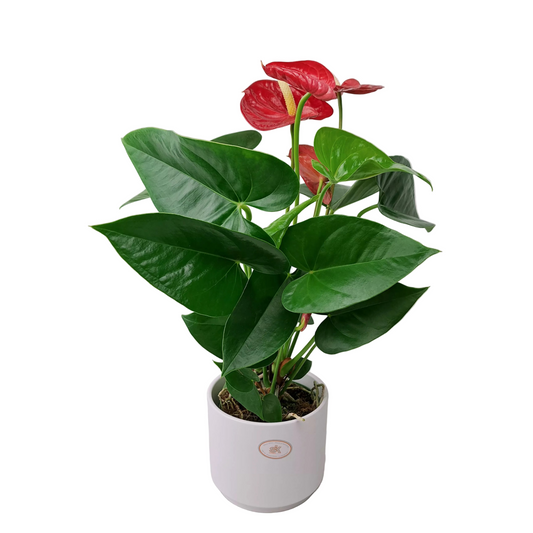 Donáška kvetov - Antúria Essentials 40cm - slovenske-kvety.sk