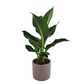 Dieffenbachia 45cm