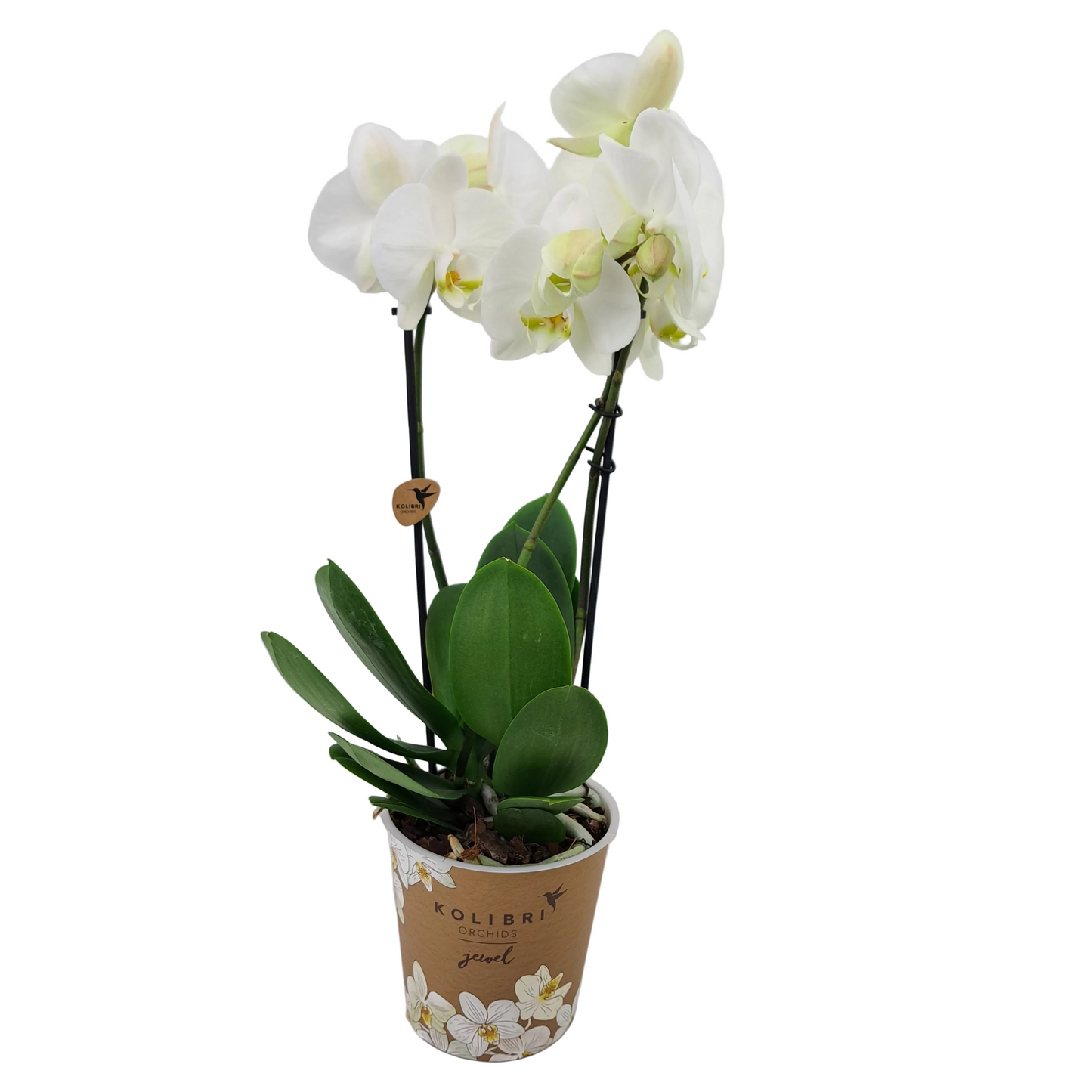 Orchidea Colibri Jewel 45cm