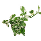 Epipremnum – Marble Green
