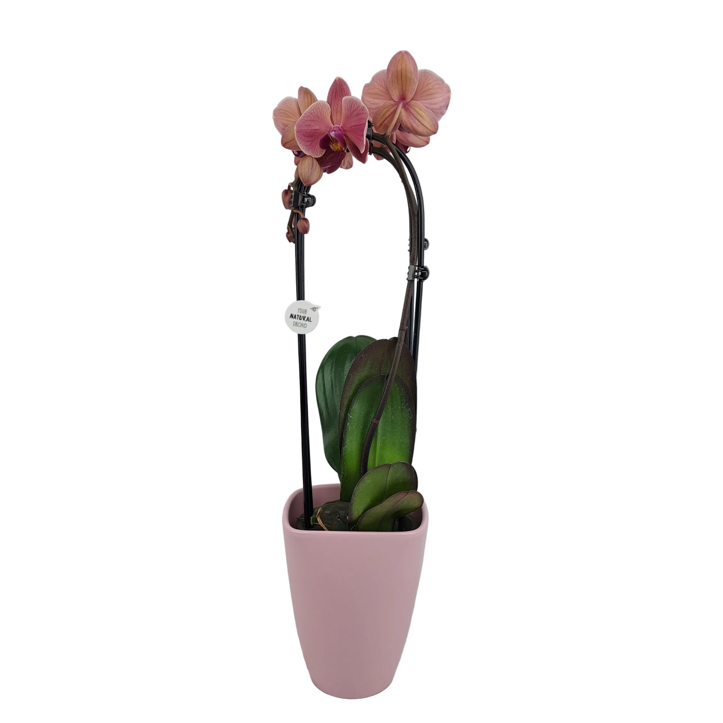 Orchidea Cascade lososová 55cm