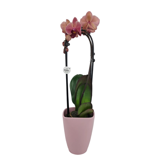 Orchidea Cascade lososová 55cm