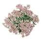 Sedum Telephium 'La Vie en Rose'