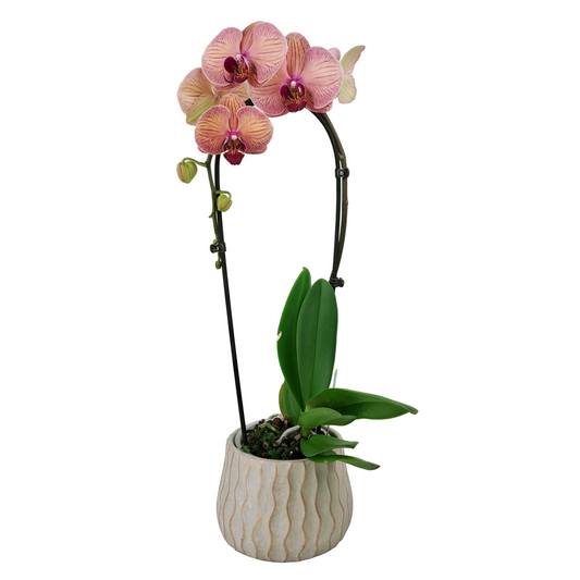 Donáška kvetov - Orchidea Cascade Peach 50cm v keramike - slovenske-kvety.sk