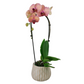 Orchidea Cascade Peach 50cm v keramike